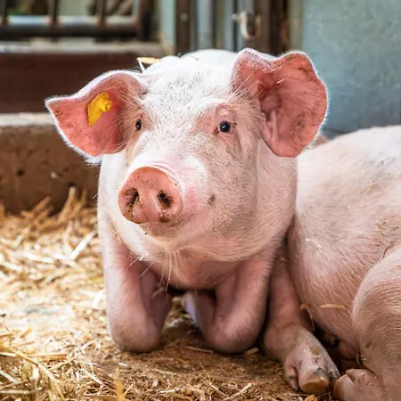 Bichl Vakantiehuis Sankt Johann im Pongau