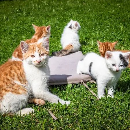Bichl Vakantiehuis Sankt Johann im Pongau