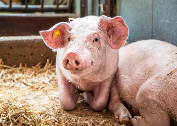 Bichl בית נופש סנט יוהן אים פונגאו