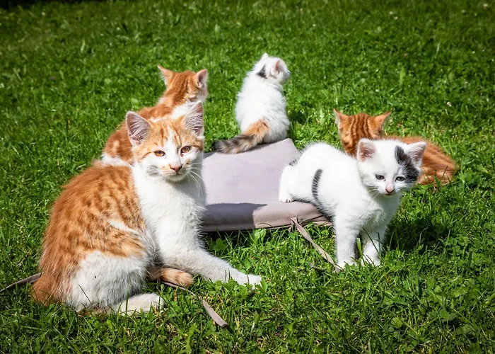 Bichl בית נופש סנט יוהן אים פונגאו